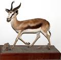 AFRICAN COMMON SPRINGBOK FULL BODY TROPHY MOUNT