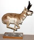 AMERICAN PRONGHORN SHEEP FULL BODY MOUNT