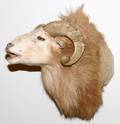 AMERICAN HYBRID SHEEP SHOULDER MOUNT