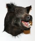 AMERICAN WILD BOAR SHOULDER MOUNT