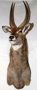 AFRICAN COMMON WATERBUCK TROPHY SHOULDER MOUNT