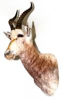 AFRICAN WHITE BLESBOK SHOULDER TROPHY MOUNT