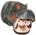 NO EXPORT ALLOWED AFRICAN HIPPO SHOULDER MOUNT