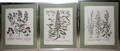 IN STYLE OF BASILIUS BESLER BOTANICAL ENGRAVINGS