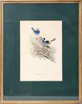 061465 J GOULD  H C RICHTER COLOR LITHOGRAPH