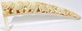 061427 INDIAN IVORY CARVED TUSK L 16