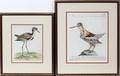 062237 HAND COLORED ORNITHOLOGICAL ENGRAVINGS