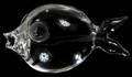 102238 STEUBEN CRYSTAL BLOW FISH L 7
