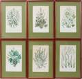 081333 HANDCOLORED BOTANICAL PRINTS SIX