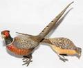 031240 AUSTRIAN COLDPAINTED BRONZE GAME BIRDS TWO