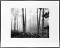 021228 MONTE NAGLER PHOTO 15 X 19 MYSTICAL FOREST