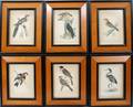 022485 ANTIQUE ORNITHOLOGICAL LITHOGRAPHS SET OF SIX