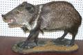 070159 JAVELINA PECCARY FULL BODY MOUNT H 18