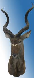 070165 AFRICAN KUDU SHOULDER MOUNT H 57 W 27 D 29