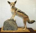 070239 AFRICAN JACKAL FULL BODY MOUNT H 33 W 40