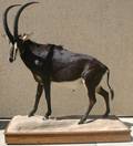 070245 AFRICAN SABLE FULL BODY MOUNT H 87 W 76