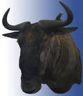 070244 AFRICAN WILDEBEEST SHOULDER MOUNT H 33 W 25