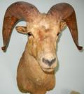 060272 ROCKY MOUNTAIN BIG HORN SHEEP TROPHY MOUNT