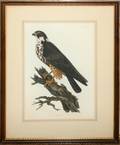 072391 HAND COLORED ORNITHOLOGICAL ETCHING OF A BIRD