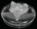 121101 LALIQUE CAF BOTE OPHELIE CRYSTAL COVERED BOWL