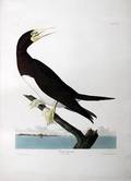 092115 AFTER AUDUBON ENGRAVING ETCHING  AQUATINT