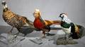 010229 PHEASANT TROPHY MOUNTS LATE 20TH C 3 PCS