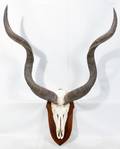 010228 AFRICAN KUDU SKULL  HORN MOUNT 34 H X 28 W