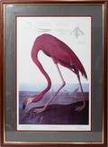 100207 AFTER JOHN JAMES AUDUBON LITHOGRAPH 35 X 22