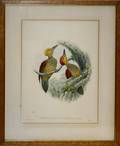 020365 J GOULD  W HART COLOR LITHOGRAPH 20 X 14