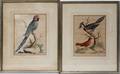 101620 HANDCOLORED ORNITHOLOGICAL PRINTS 2 ANTIQUE