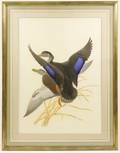 Menaboni Gouache Depicting Black Ducks in Flight