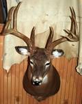020086 WHITE TAIL DEER MOUNT 10POINT H 30 W 20