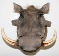 020073 AFRICAN TROPHY MOUNT WARTHOG H 18 W 16
