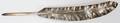 051213 VICTORIAN STERLING QUILL BIRMINGHAM 185960