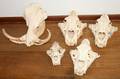 020107 AFRICAN WARTHOG AND LION SKULLS5 L 1015