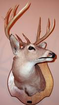 040157 WHITE TAIL DEER SHOULDER MOUNT 9 POINT BUCK