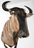 040145 AFRICAN TROPHY MOUNT WILDEBEEST H 29 W 24