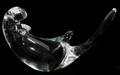040278 STEUBEN CRYSTAL OTTER L 8 12