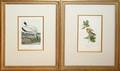 032254 JT BOWEN LITHO EDITION AUDUBON TWO 8 X 5