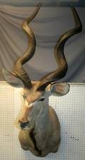 060327 AFRICAN GREATER KUDU SHOULDER MOUNT H 68
