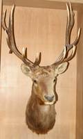 060350 ELK HEAD TROPHY MOUNT