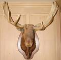 060348 MOOSE HEAD TROPHY MOUNT