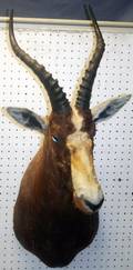 060340 AFRICAN BLESBUCK SHOULDER MOUNT H 37 W 13