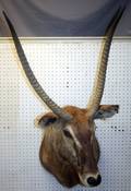 060334 AFRICAN WATERBUCK SHOULDER MOUNT H 48 W 24