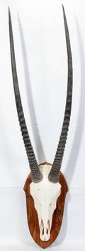 060354 AFRICAN GEMSBOK SKULL AND HORN MOUNT 48 H