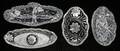 011504 CUT GLASS RELISH DISHES FOUR L 711