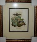 030448 HAND COLORED ENGRAVING PIPISTRELLO 14 X 10
