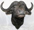 030061 CAPE BUFFALO TROPHY MOUNT 43 X 37 X 32 12