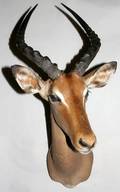 030060 AFRICAN TROPHY MOUNT IMPALA H 27 W 14
