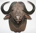 020062 AFRICAN TROPHY MOUNT CAPE BUFFALO H 36 W 40